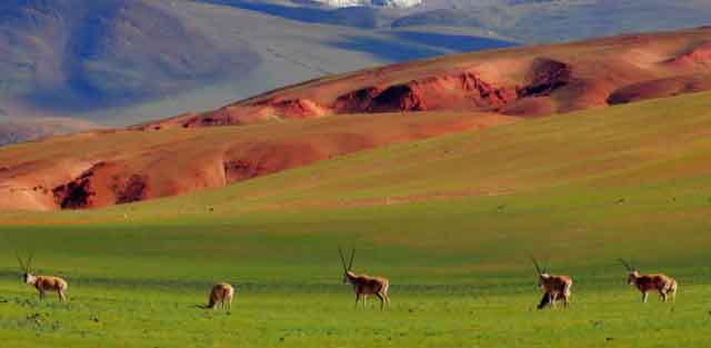 蒼茫的草原(藏北大草原)