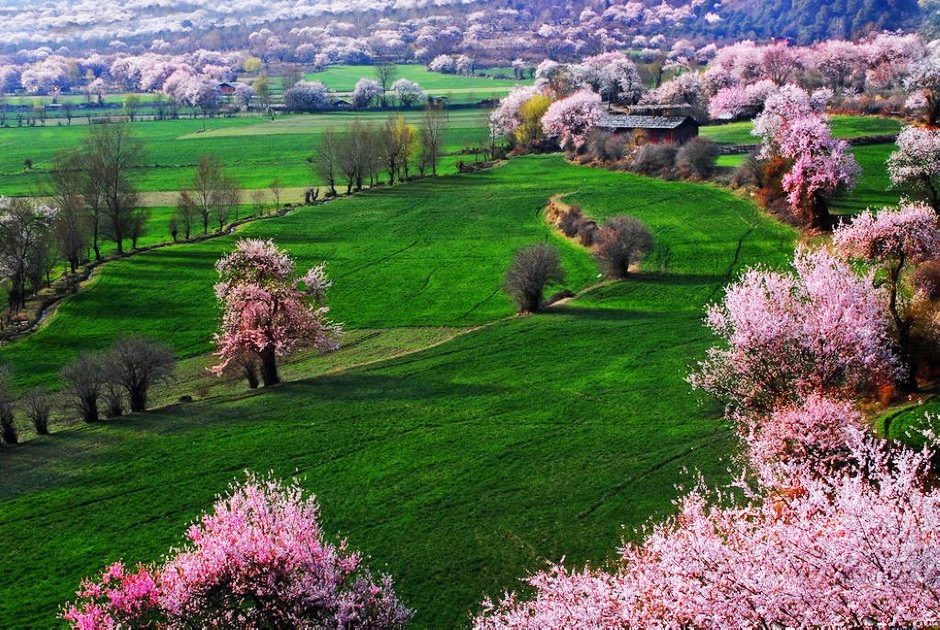 西藏林芝波密邀您共賞桃花盛宴