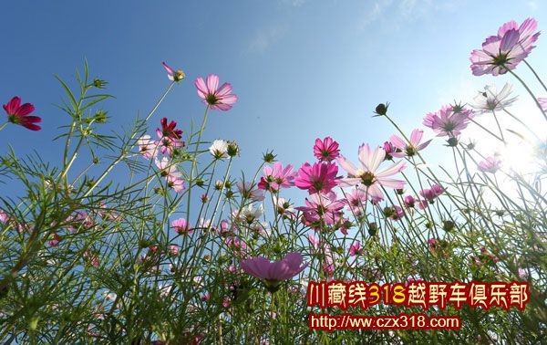 格桑花