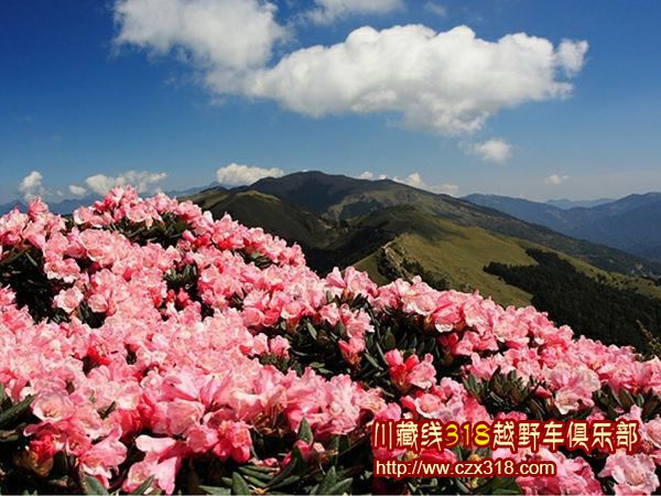 川藏線旅游看點(diǎn)之高山杜鵑