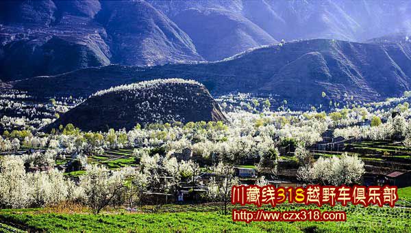 川藏線旅游看點(diǎn)之丹巴梨花