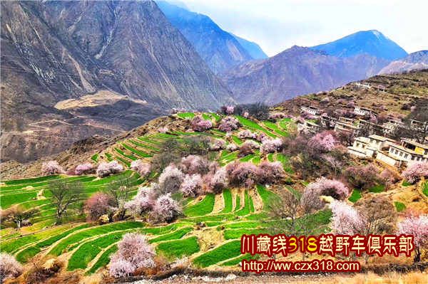 林芝桃花田園圖