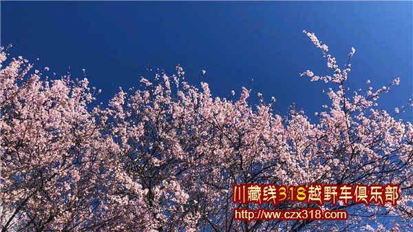 藍天下的粉色桃花