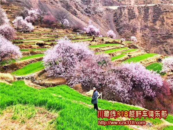 林芝桃花山頂圖