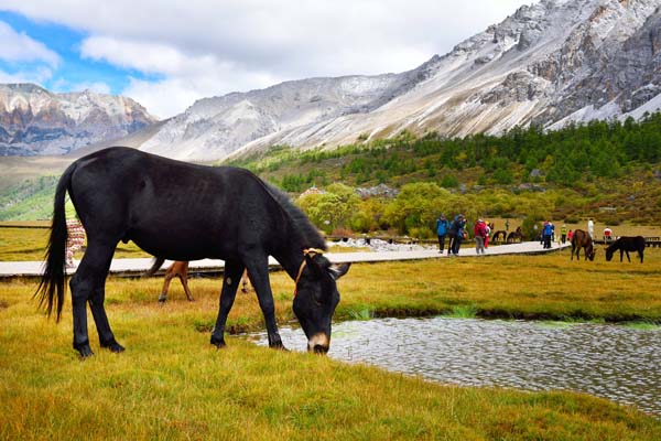 洛絨牛場(chǎng) (3).jpg