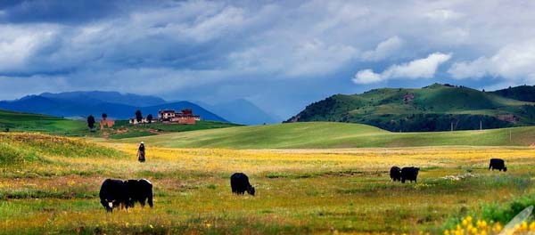 洛絨牛場(chǎng) (2).jpg