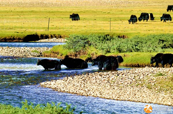 邦達草原 (1).jpg