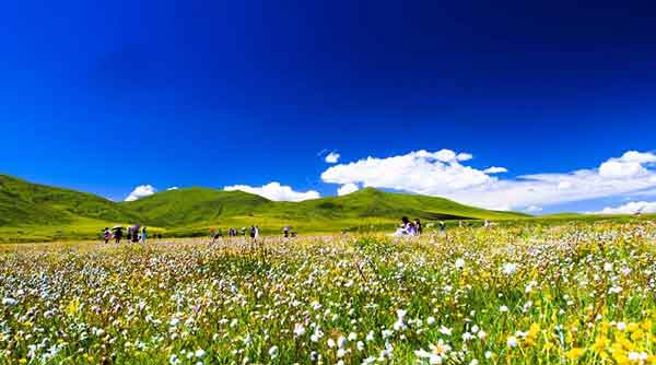 俄木唐草原花海