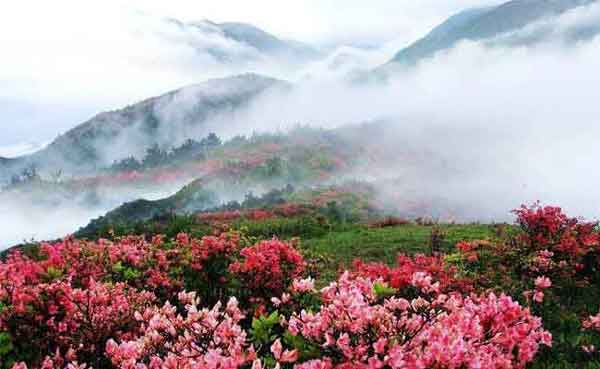 墨脫杜鵑