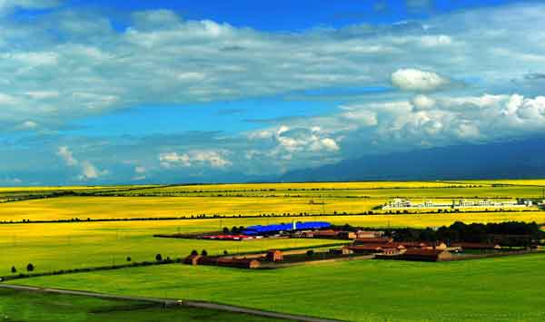 青海湖油菜花