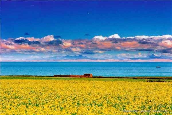 青海湖油菜花