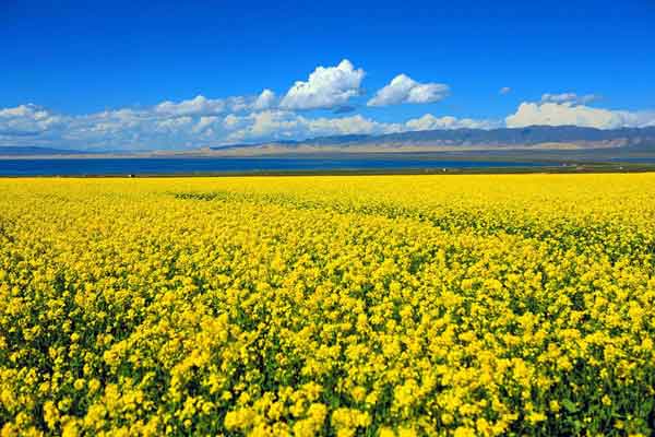 青海湖油菜花
