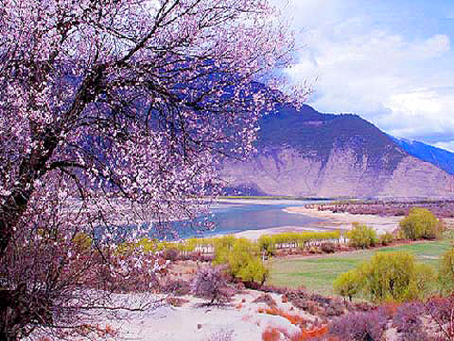 川藏線租車(chē)去賞桃花