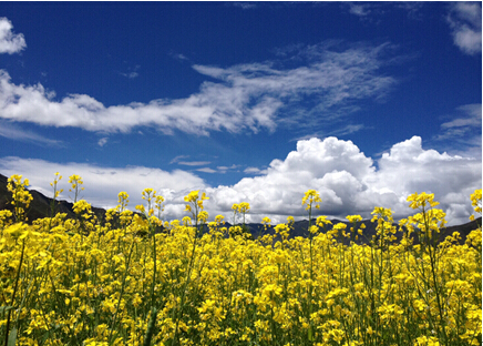 油菜花開 金黃寶石點綴高原