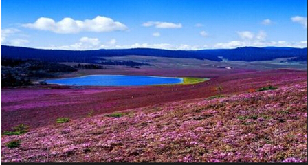 魯朗花海 姹紫嫣紅