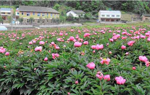 扎貢溝珍稀野生黃牡丹