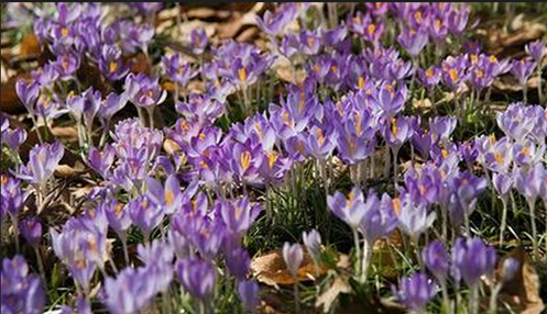 藏紅花開 絢爛了秋天