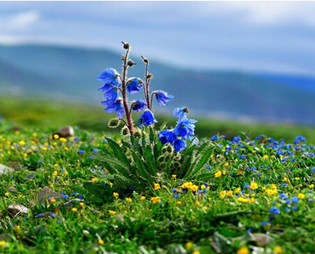 魅惑藍(lán)罌粟