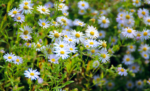 瑪旁雍錯小雛菊