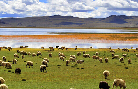 拼車走川藏線 拼車走川藏線