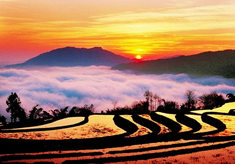 元陽梯田-普者黑-羅平油菜花8日游